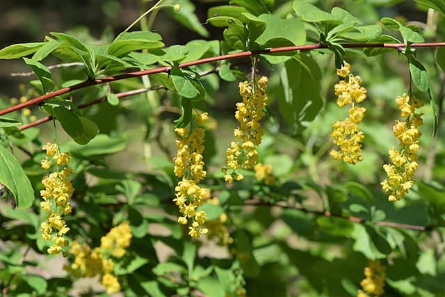 Korean Barberry (Berberis koreana)