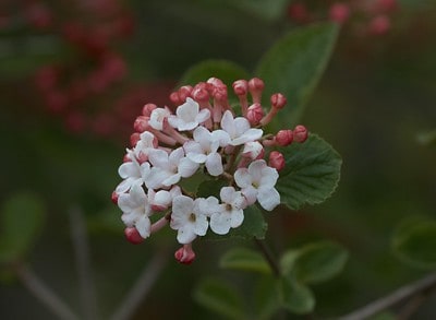 Korean Spice Viburnum