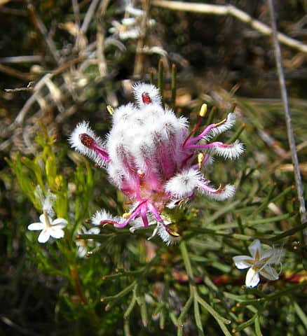 Kraaifontein Spiderhead (Serruria furcellata)