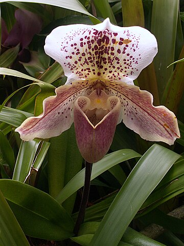 Lady's Slipper Orchid (Cypripedioideae)