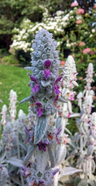 Lamb's Ear (Stachys byzantina)