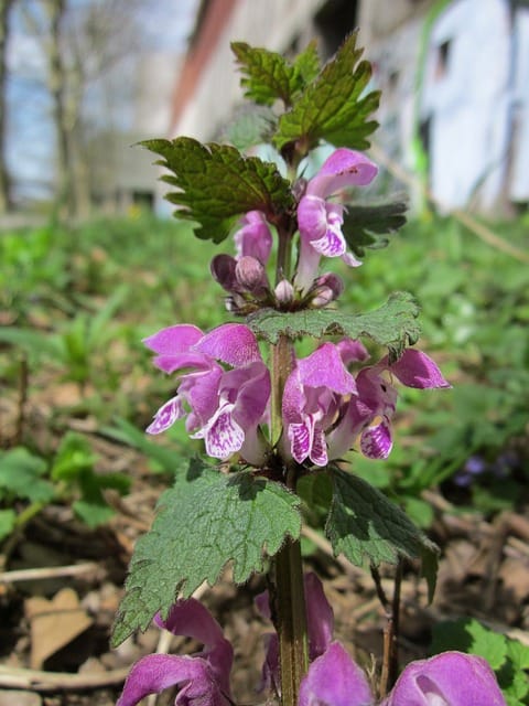 Spotted Dead Nettle (Lamium maculatum)