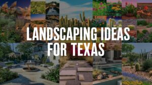 Landscaping Ideas For Texas