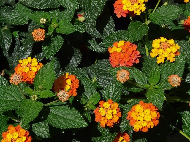 Lantana (Lantana camara)