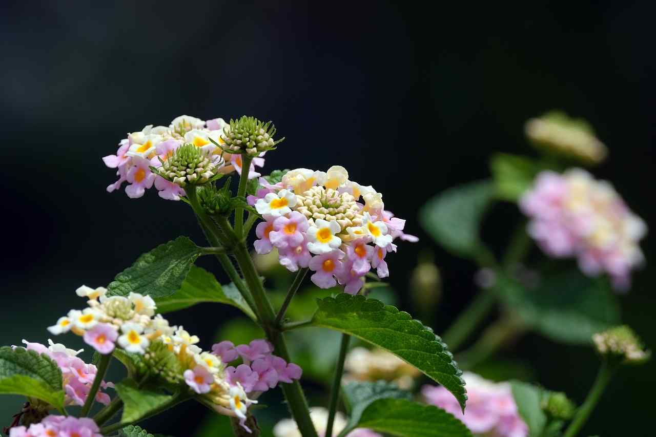 Lantana flower-6776160_1280