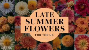 Late Summer Flowers For The UK