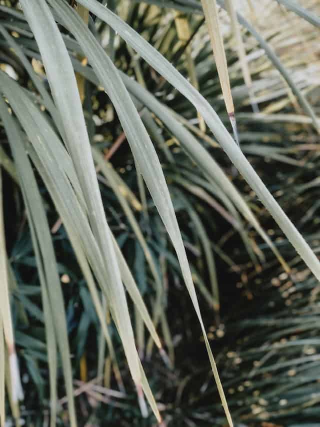 Leatherleaf Sedge (Carex buchananii)