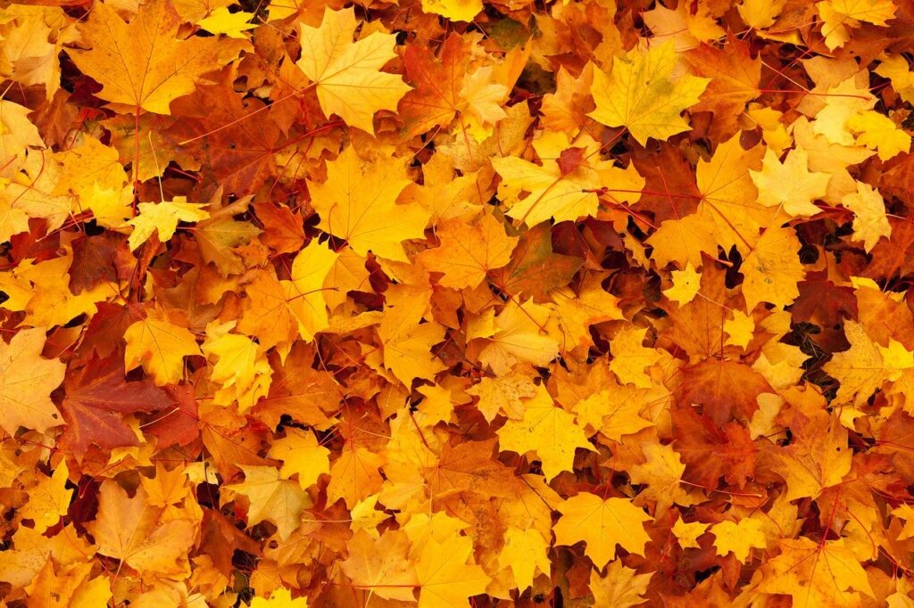 Leaves as Mulch Good or Bad - Leaf Mulch Benefits