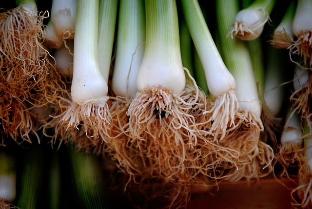 Leek Care & Harvest