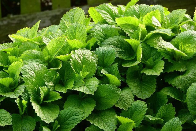 Harvesting Lemon Balm