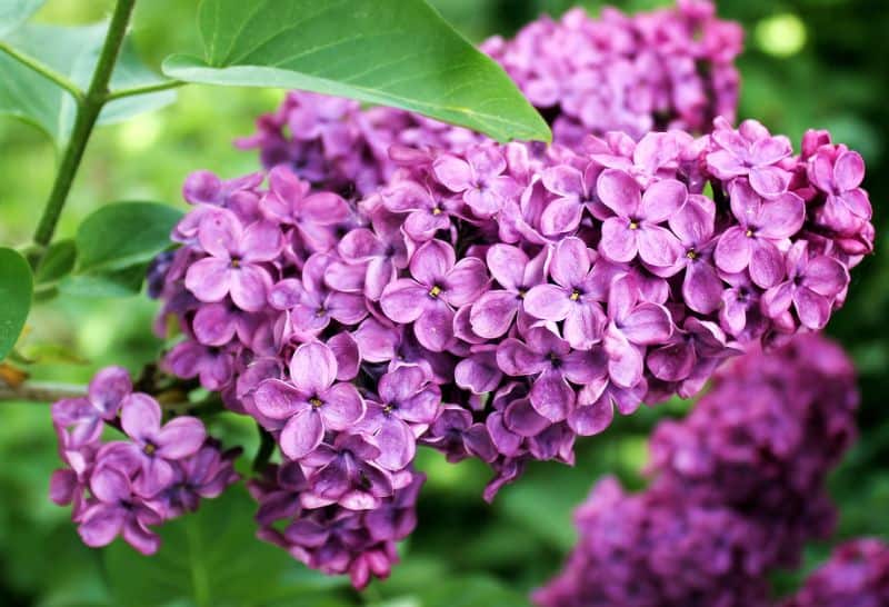 Lilac Varieties – Lilac Tree Varieties &  Lilac Bush Varieties