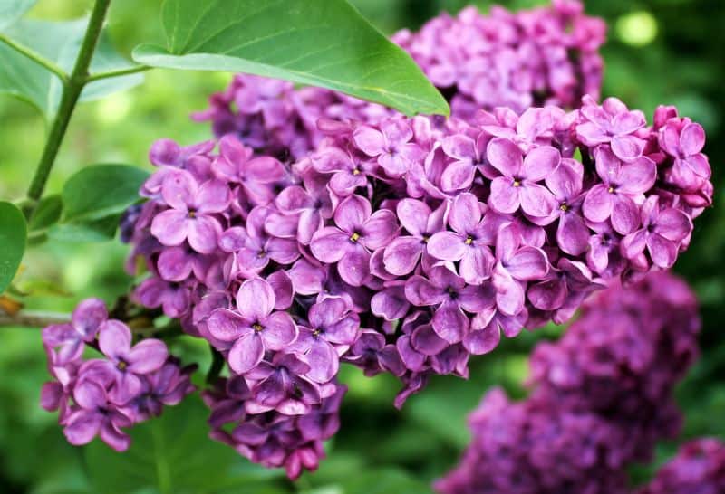 Lilac Varieties - Lilac Tree & Lilac Bush Varieties