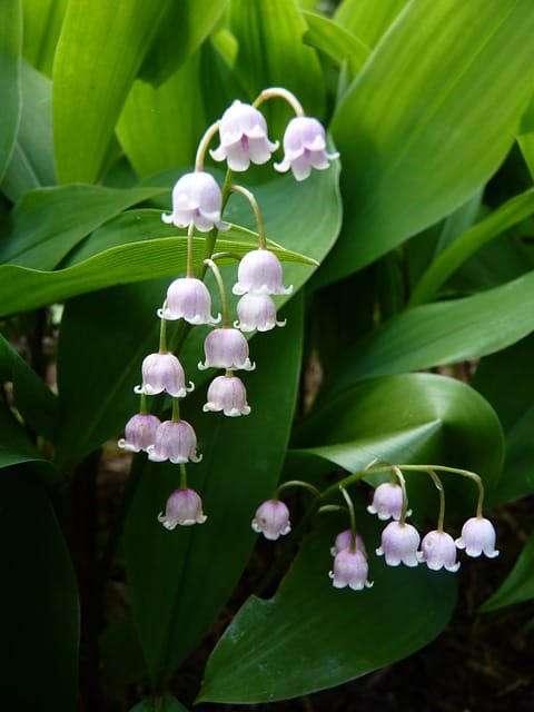 Lily of the Valley (Convallaria Majalis)