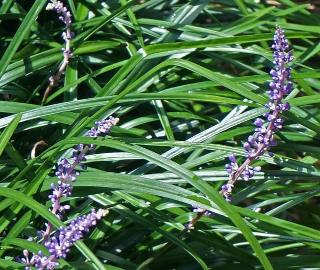 Lilyturf (Liriope spicata)