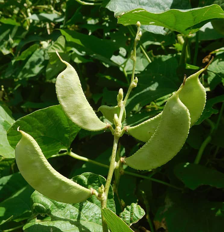 Lima Bean Plant Phaseolus lunatus (gousse) -