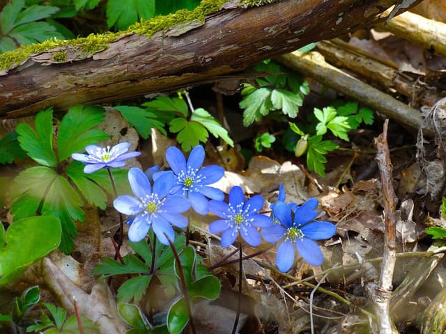 Liverleaf (Anemone americana)