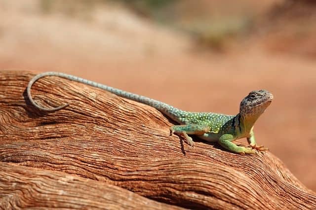 Lizard on Log