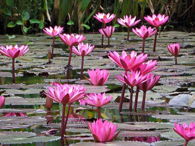 Lotus (Nelumbo nucifera)