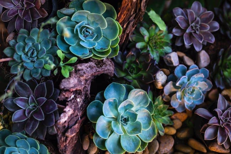 Low Light Succulents