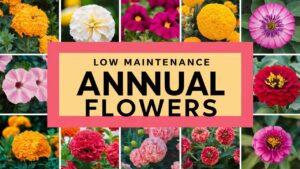 Low Maintenance Annual Flowers