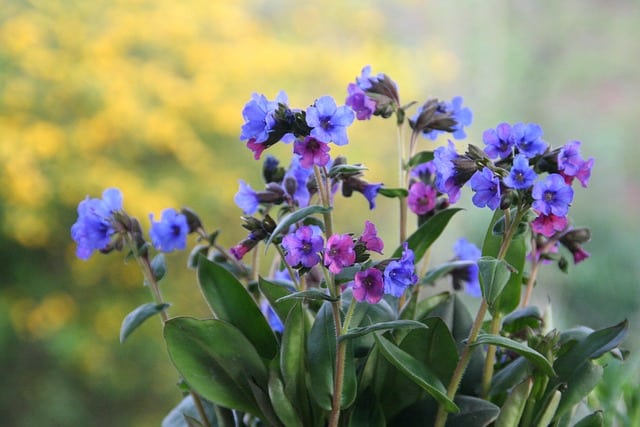 Lungwort (Pulmonaria)