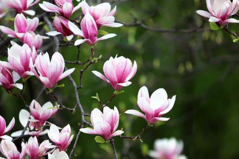 Magnolia Tree Varieties – Types of Magnolia Trees