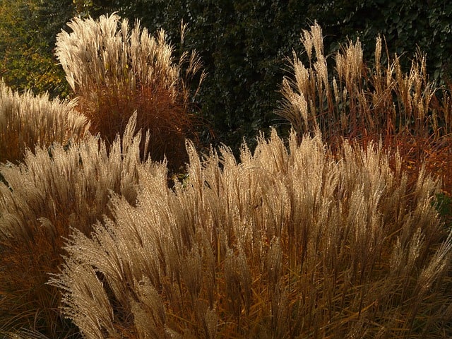 Maiden Grass (Miscanthus sinensis 'Gracillimus')