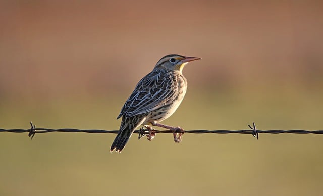 Meadowlark on barbed wire fence