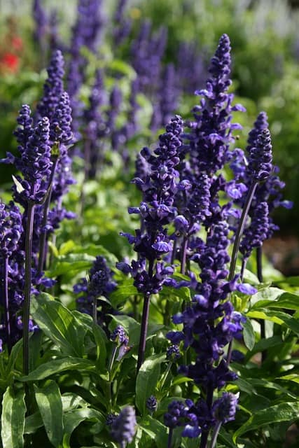 Mealycup Sage (Salvia farinacea)