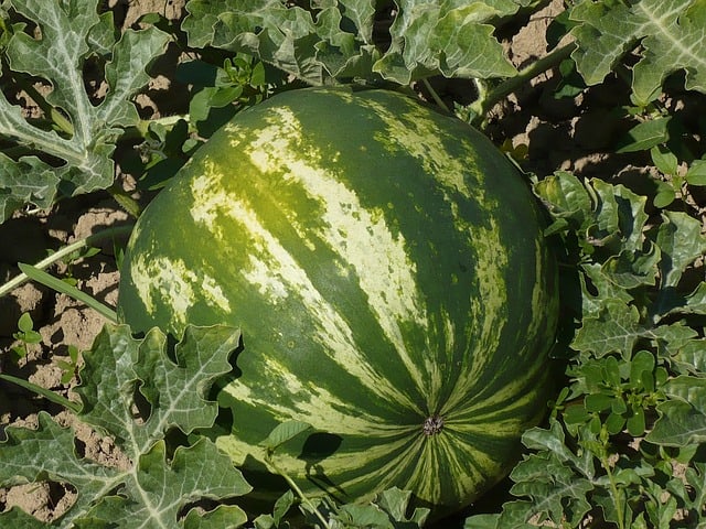 Melon Care & Harvest