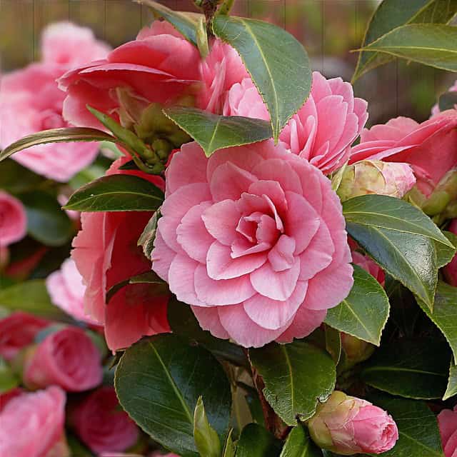 Middlemist Red Camellia (Camellia japonica)