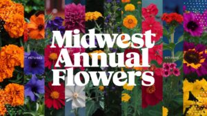 Midwest Annual Flowers