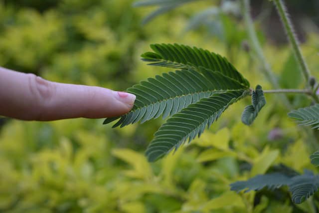 Sensitive Plant