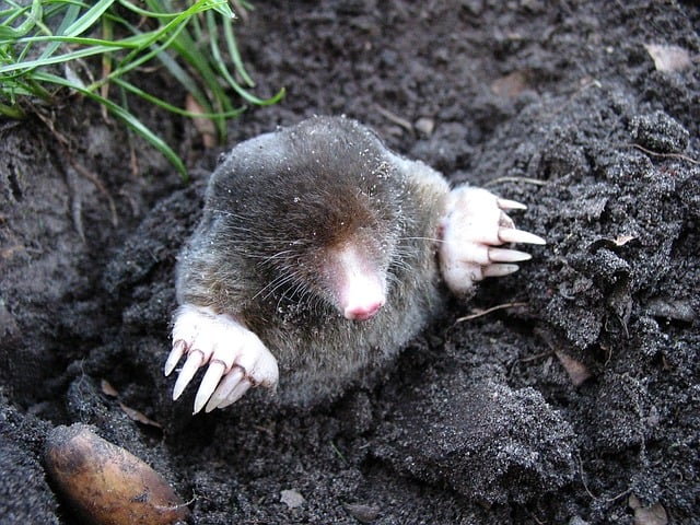 Mole in dirt