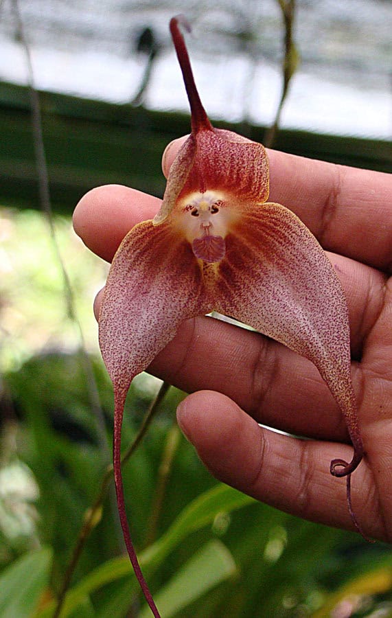 Monkey Orchid (Dracula simia)  	Dick Culbert CC BY 2.0