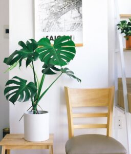 Indoor Plants That Will Liven Up Any Living Room Corner