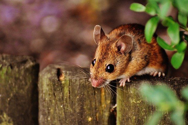 Mouse in garden