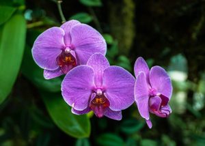 How To Repot Orchids