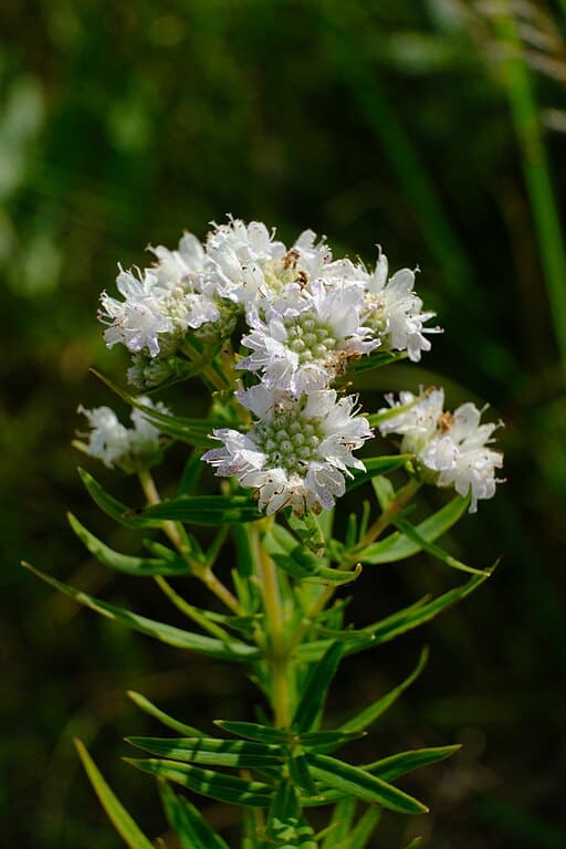 Mountain Mint