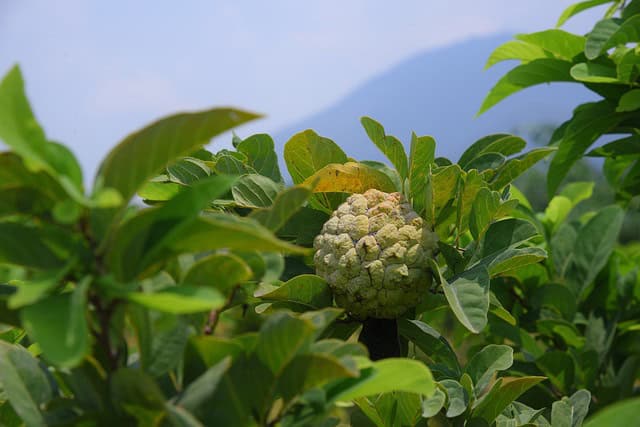 Mountain Soursop