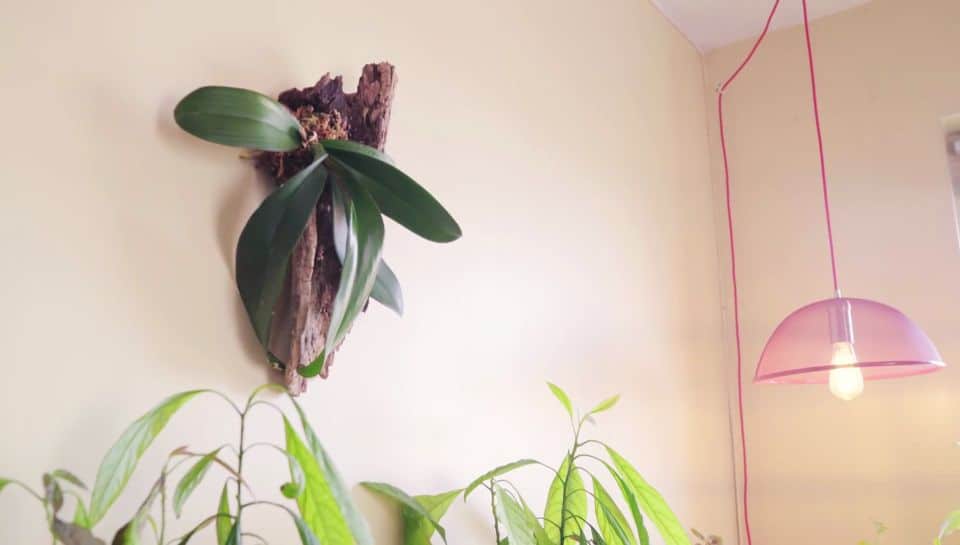 Hanging Orchids on Walls