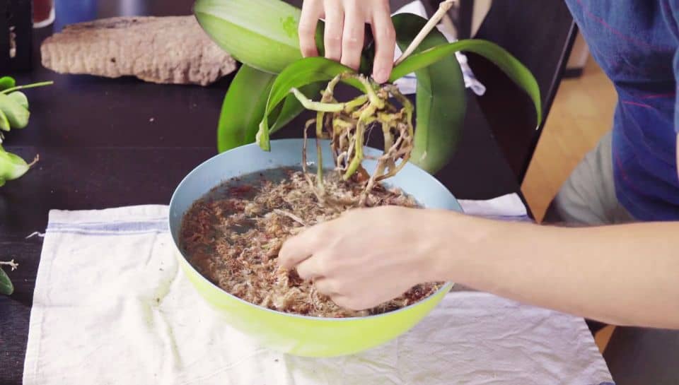 Clean Orchid Roots