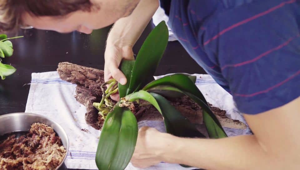 Mounting the Orchid on Wood