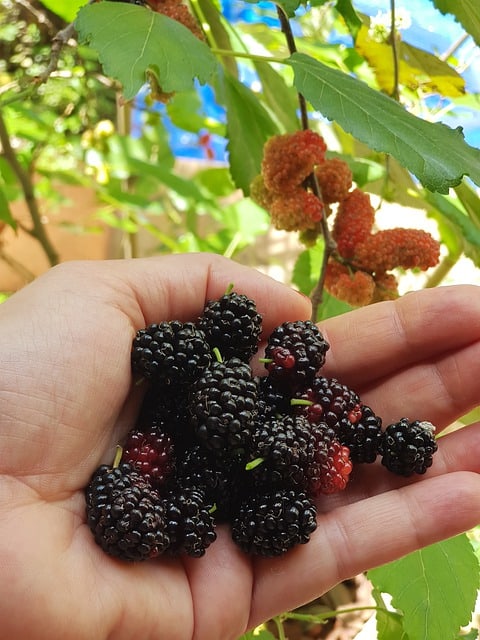 How to Fertilize Mulberry Trees
