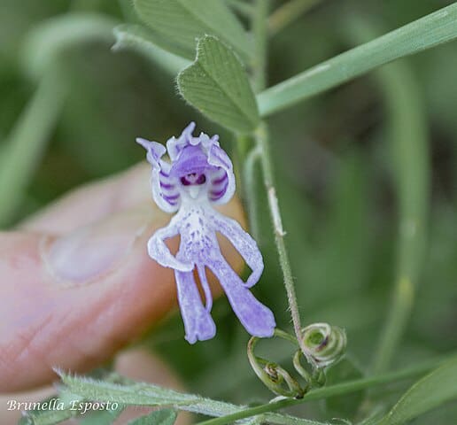 Naked Man Orchid (Orchis italica)