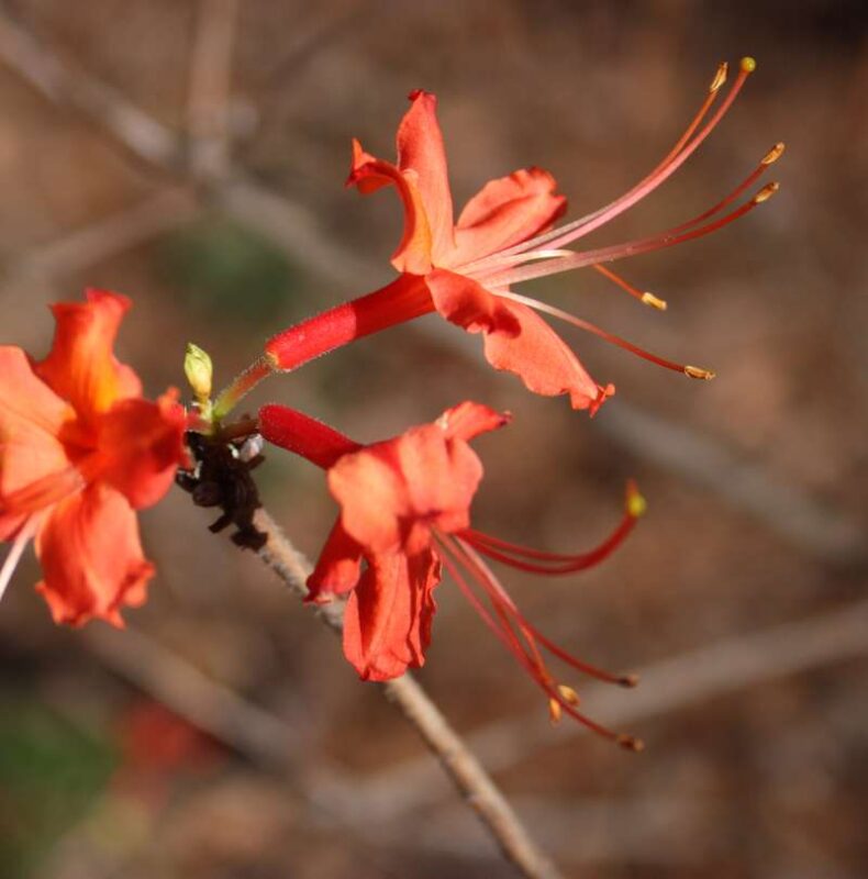 Native Azalea