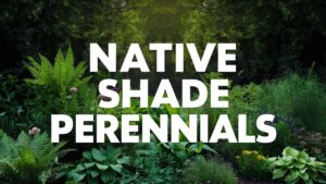 Native Shade Perennials