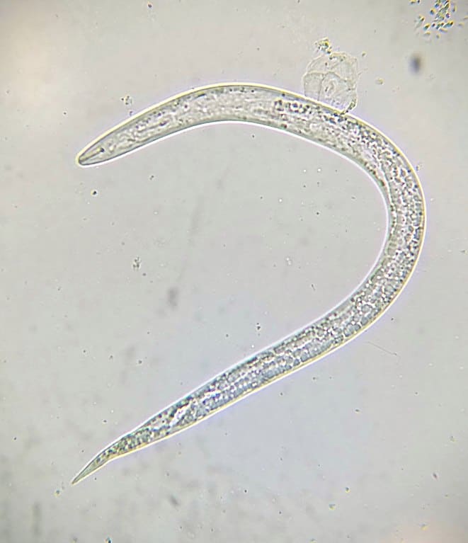 Nematode