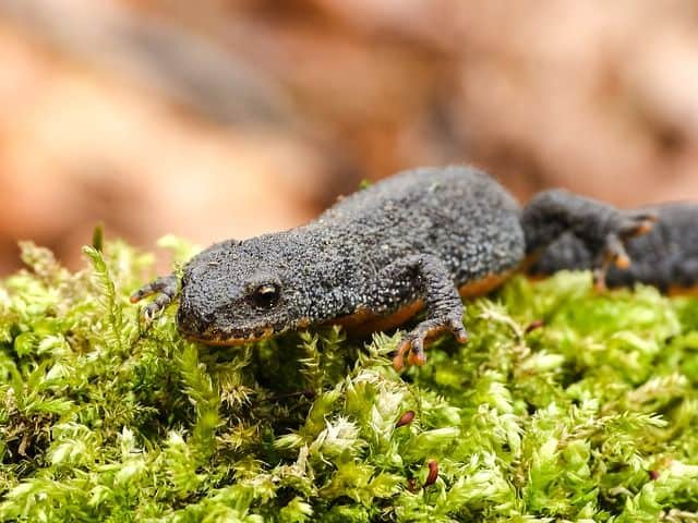 Newt on Moss