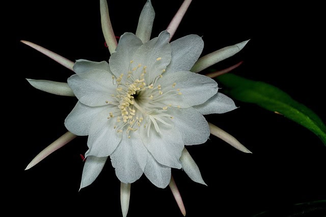 Night-Blooming Cereus (Selenicereus grandiflorus)